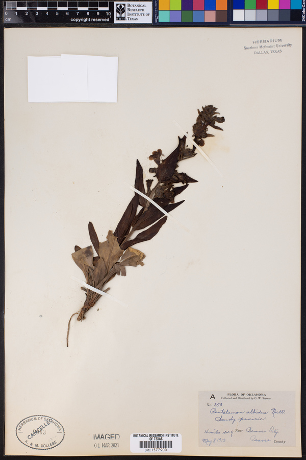 Penstemon albidus image