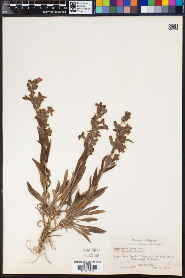 Penstemon albidus image