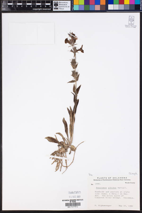 Penstemon albidus image