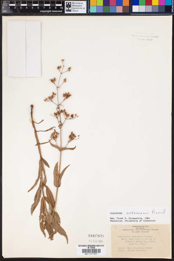 Penstemon arkansanus image