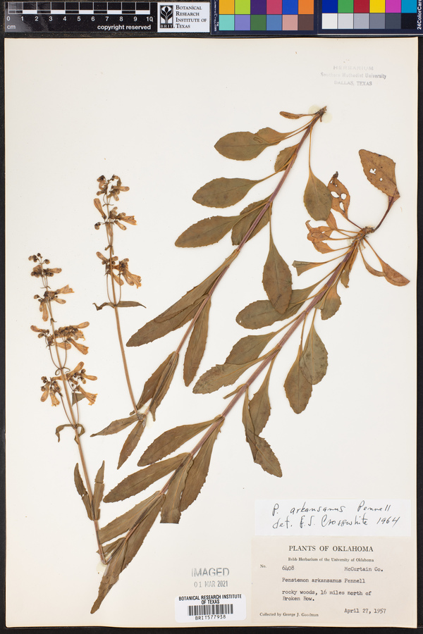 Penstemon arkansanus image