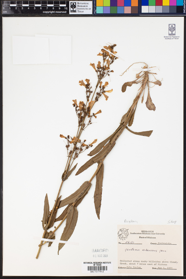 Penstemon arkansanus image