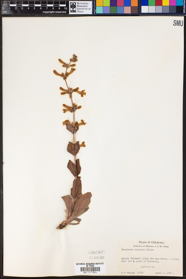 Penstemon angustifolius var. caudatus image