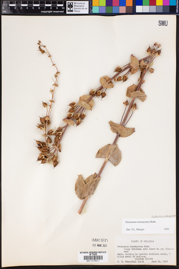 Penstemon murrayanus image