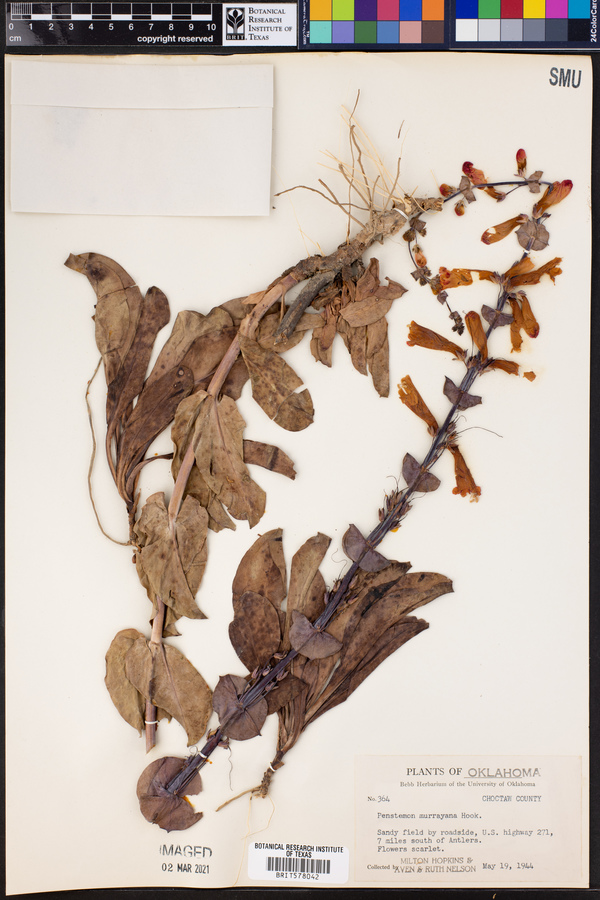 Penstemon murrayanus image