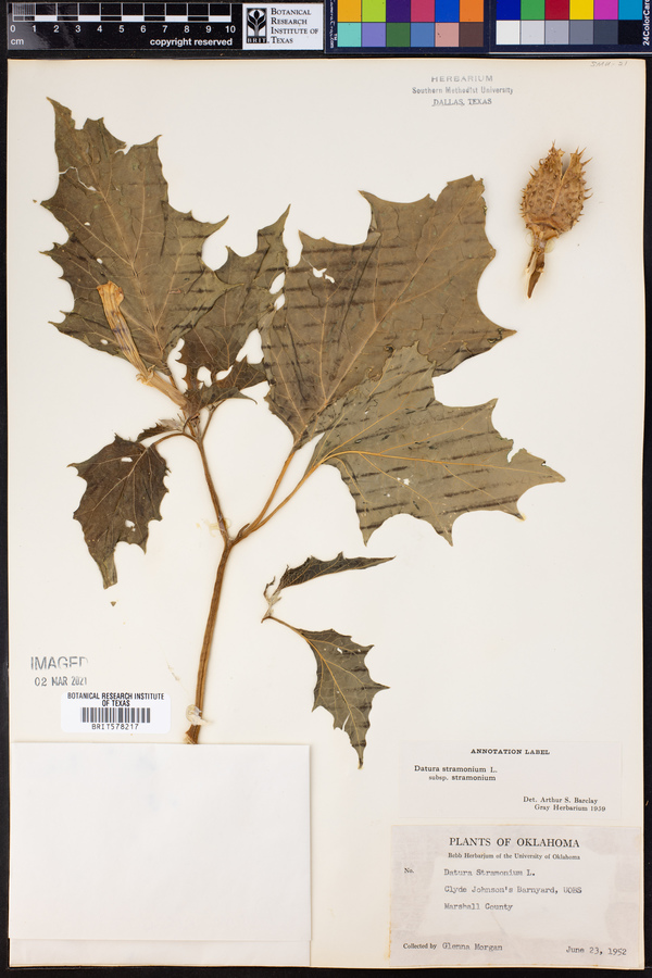 Datura stramonium var. stramonium image