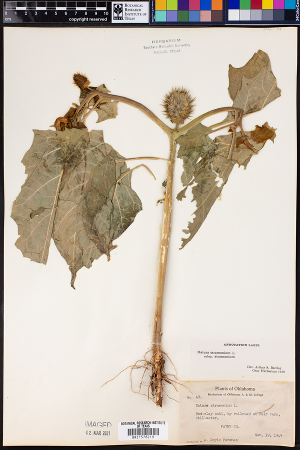 Datura stramonium var. stramonium image