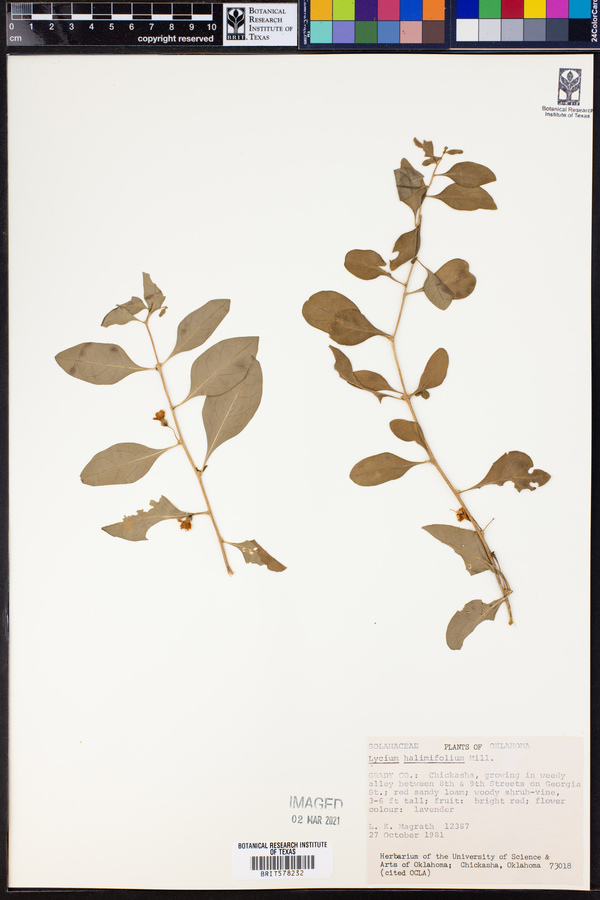 Lycium barbarum image