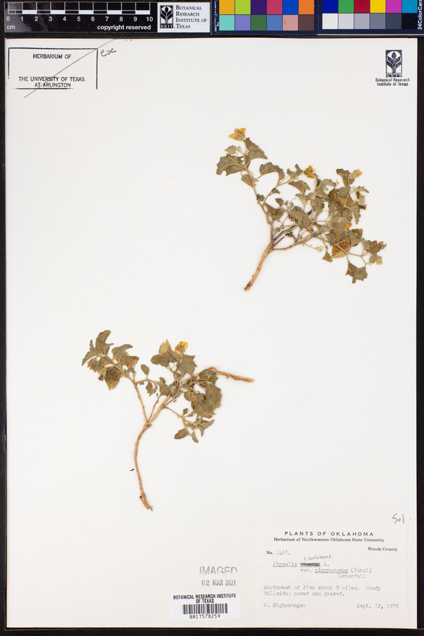 Physalis cinerascens var. cinerascens image
