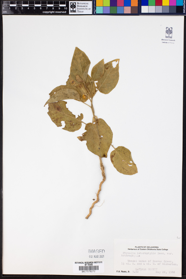 Physalis heterophylla var. heterophylla image