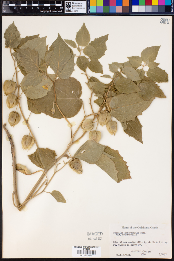 Physalis heterophylla var. heterophylla image