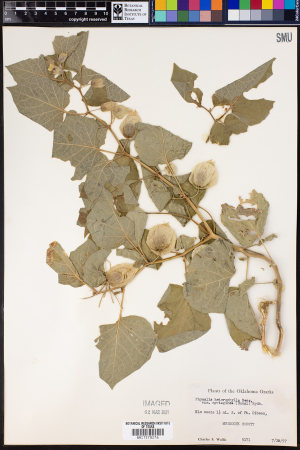 Physalis heterophylla var. heterophylla image