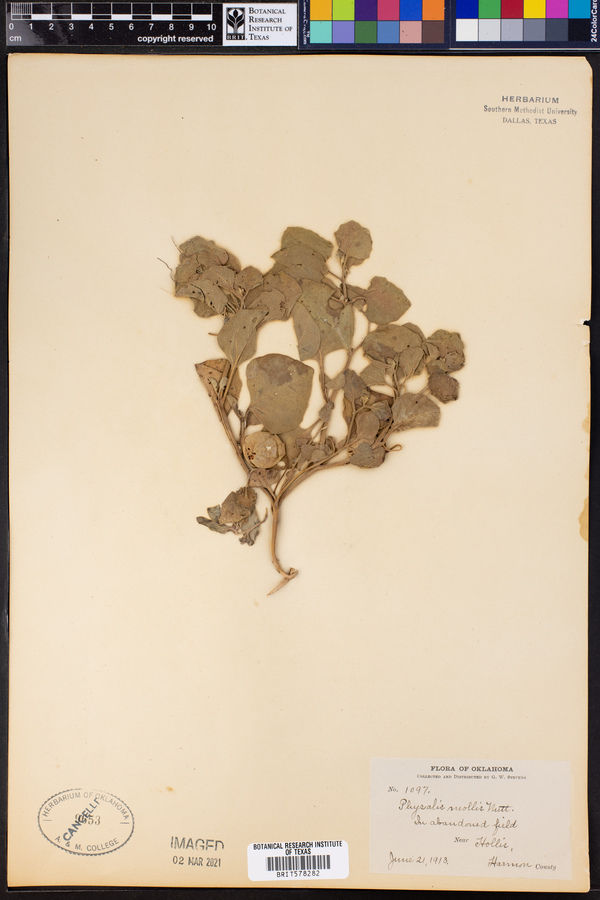Physalis mollis image