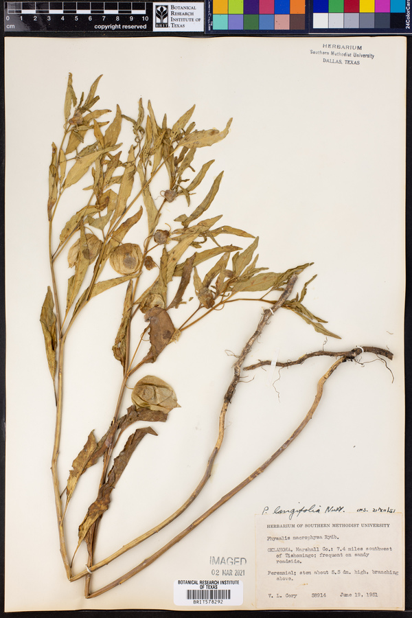 Physalis longicaulis image