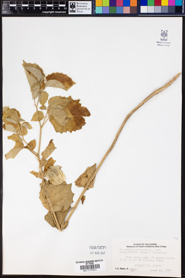 Physalis pubescens var. integrifolia image