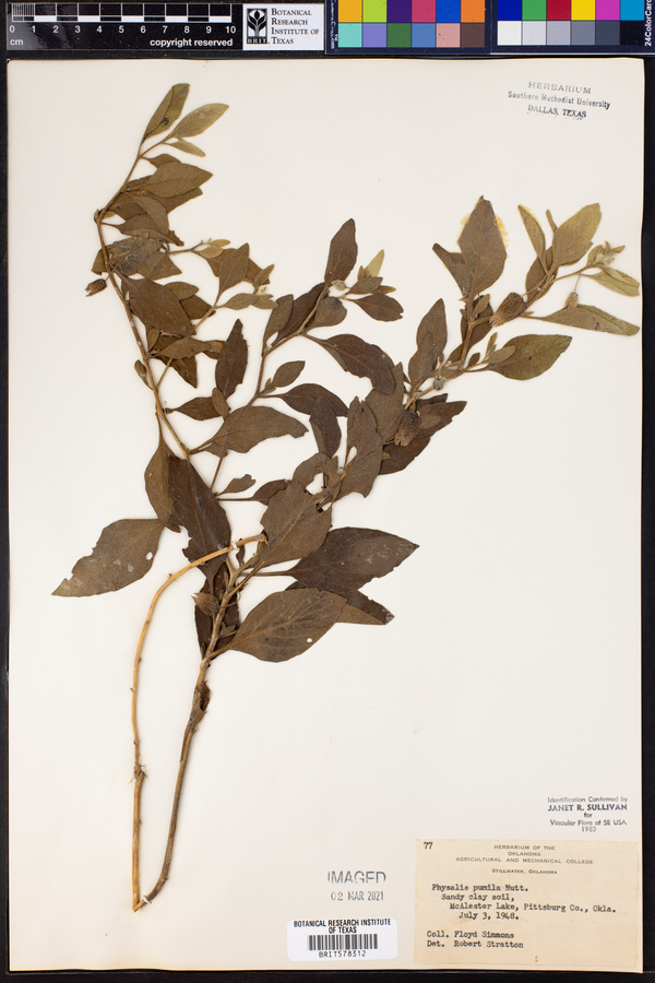 Physalis pumila image