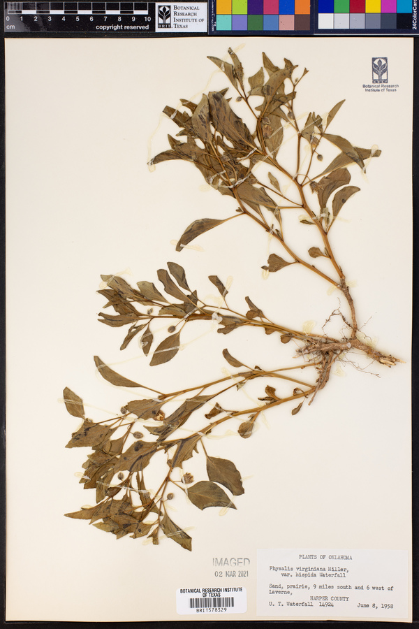 Physalis hispida image
