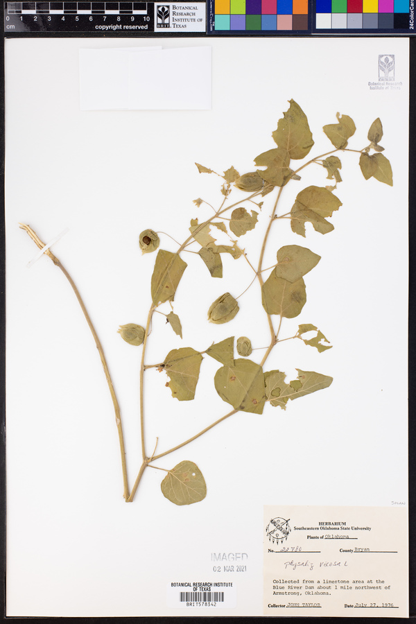 Physalis viscosa image
