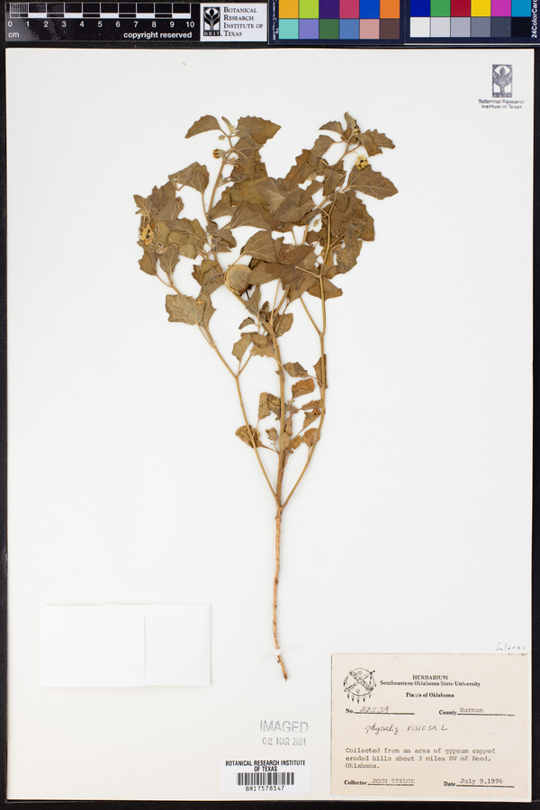 Physalis viscosa image