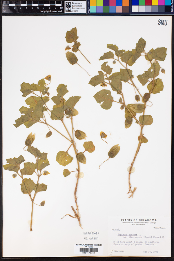 Physalis cinerascens var. cinerascens image