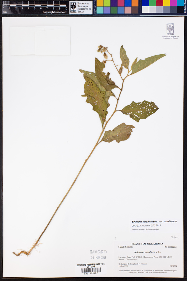 Solanum carolinense var. carolinense image