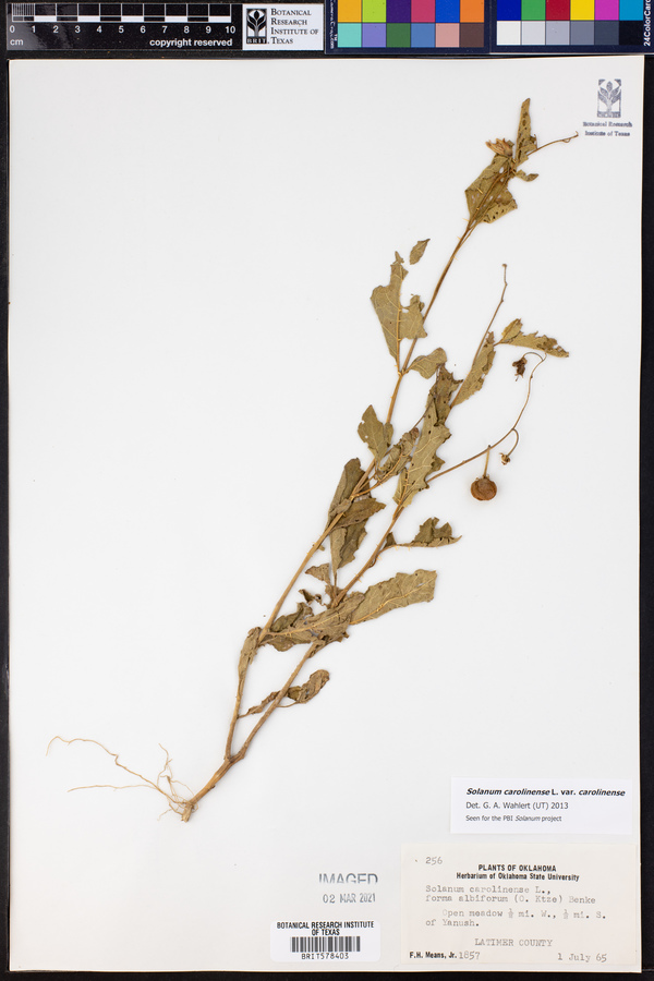 Solanum carolinense var. carolinense image