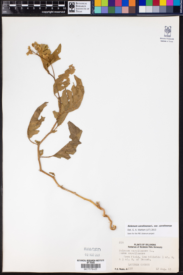Solanum carolinense var. carolinense image