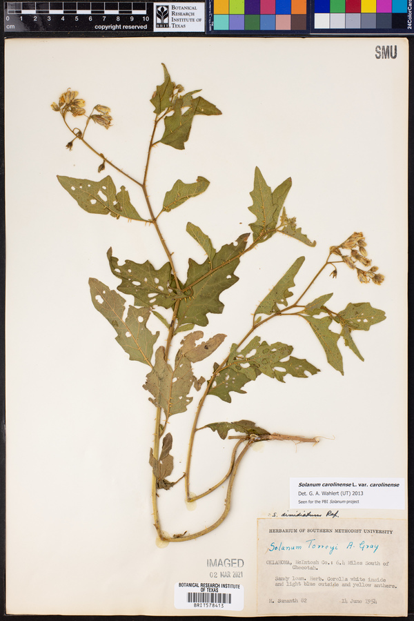 Solanum carolinense image