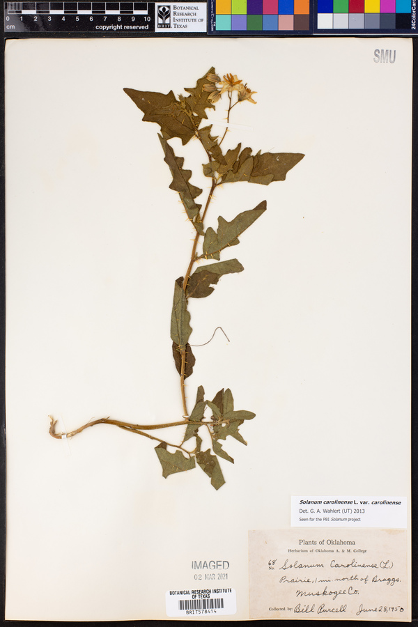 Solanum carolinense image