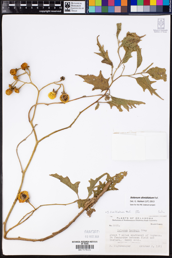 Solanum dimidiatum image