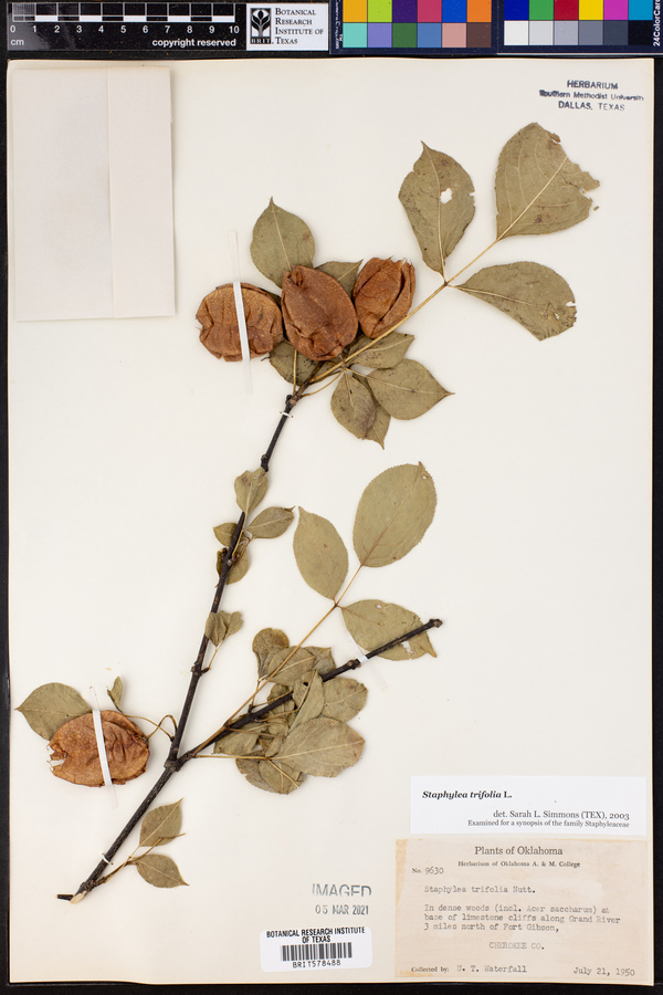 Staphylea trifolia image