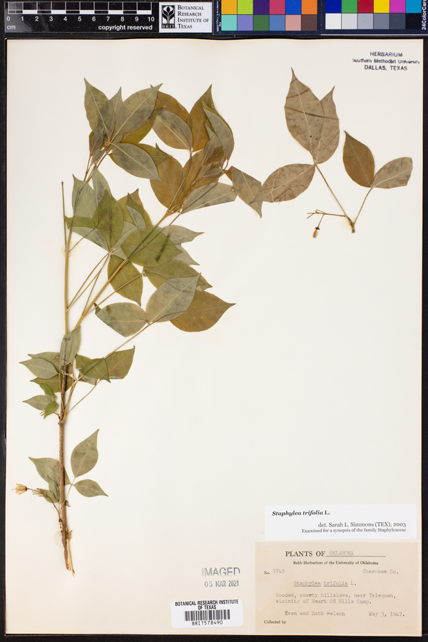 Staphylea trifolia image