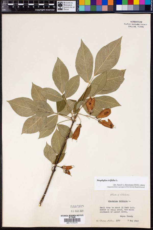 Staphylea trifolia image