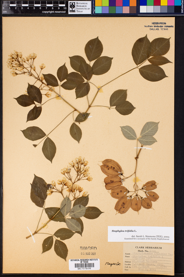 Staphylea trifolia image