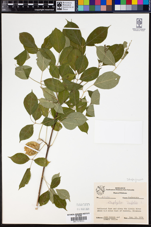 Staphyleaceae image