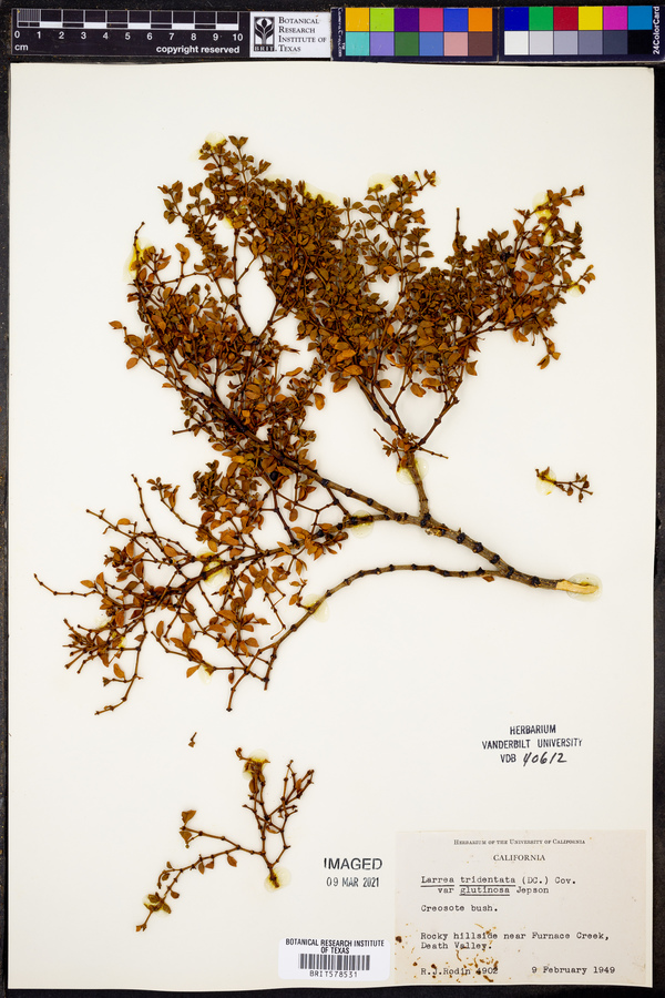 Larrea tridentata var. glutinosa image