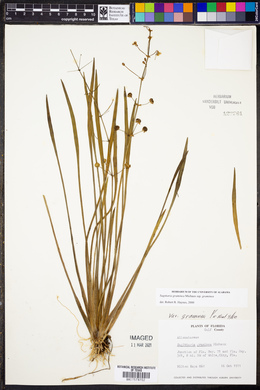 Sagittaria graminea subsp. graminea image