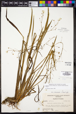 Sagittaria graminea subsp. chapmanii image