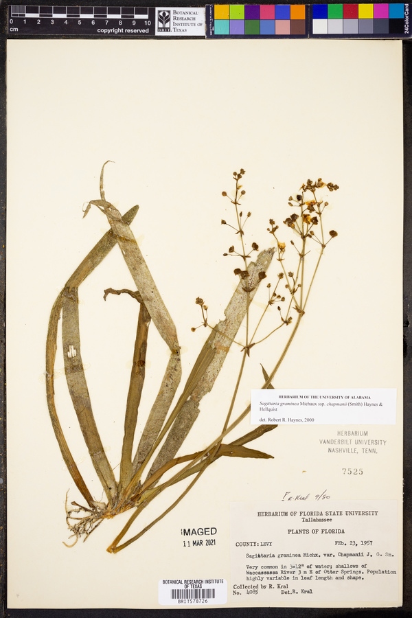 Sagittaria graminea subsp. chapmanii image