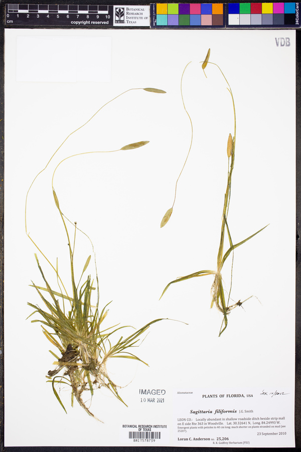 Sagittaria filiformis image