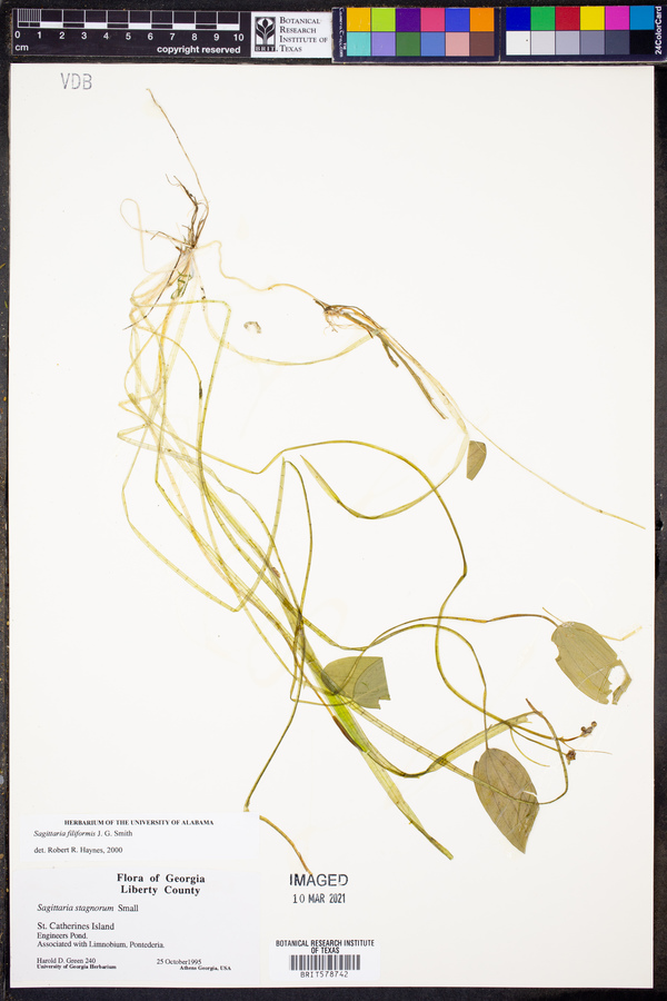 Sagittaria stagnorum image