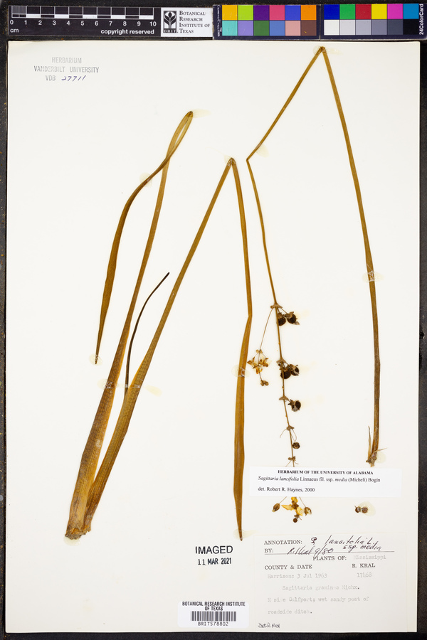 Sagittaria lancifolia subsp. media image