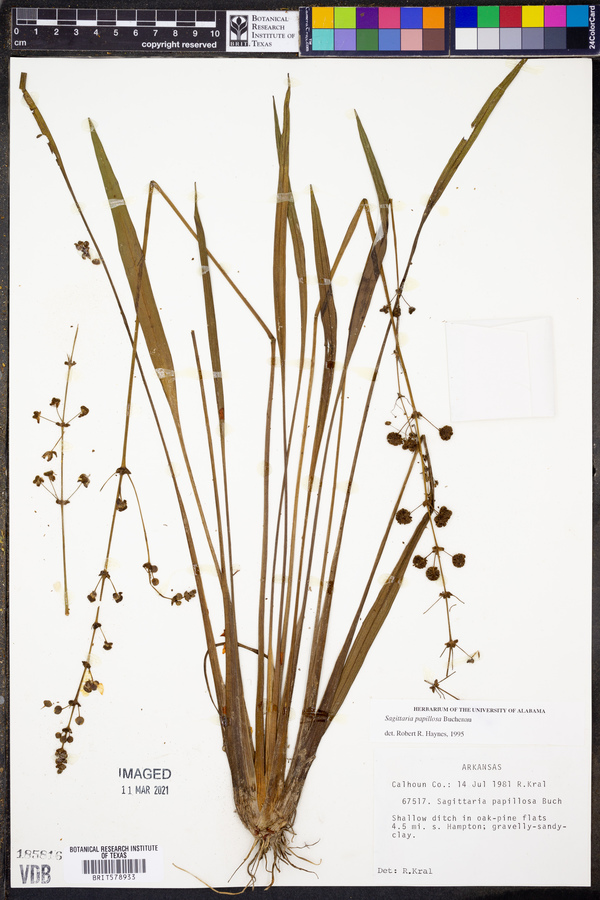 Sagittaria papillosa image