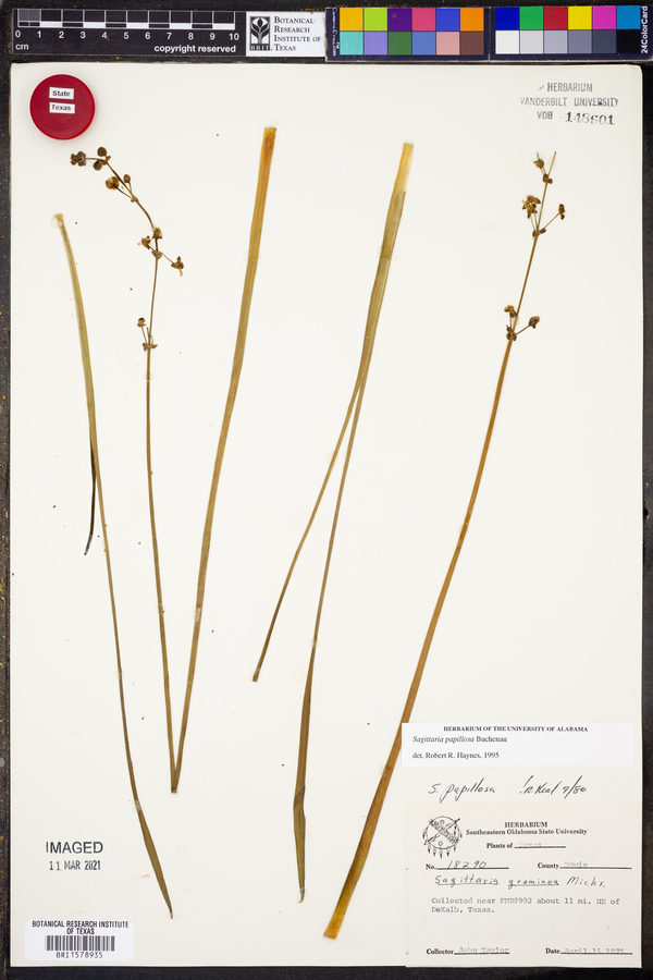 Sagittaria papillosa image