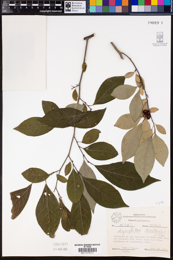 Symplocos tinctoria image