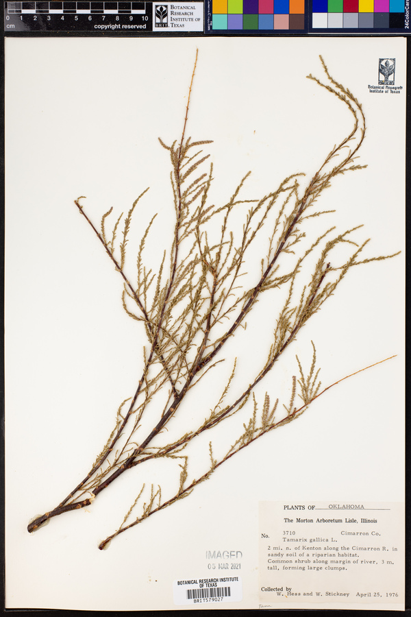 Tamarix gallica image