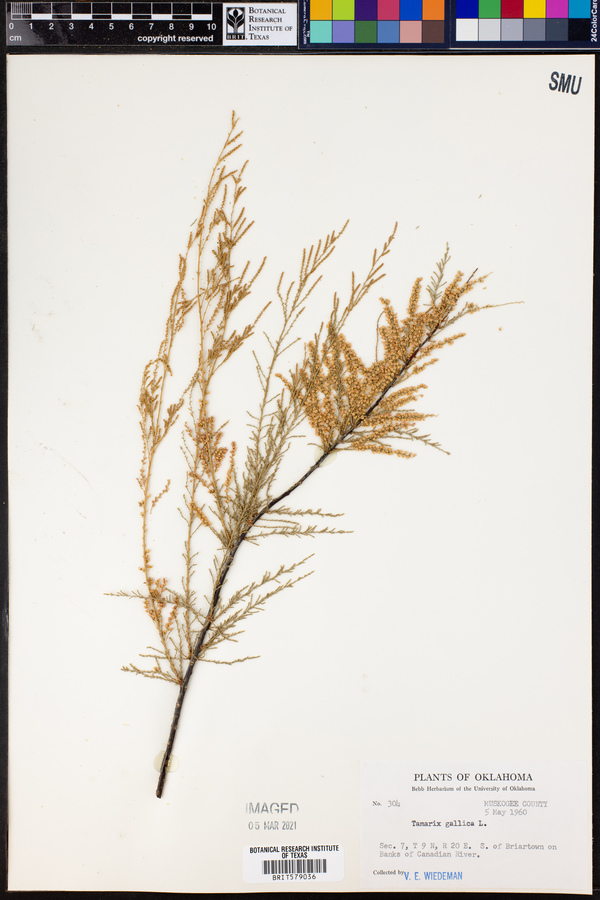 Tamarix gallica image