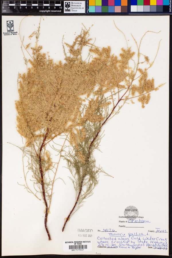 Tamarix gallica image