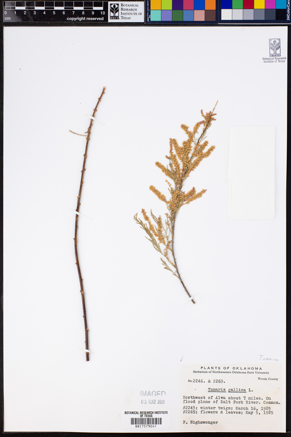 Tamarix gallica image