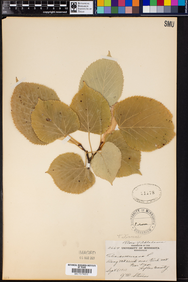 Tilia americana image